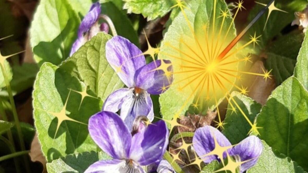 2026-01-14_20-58-06-logo_neuburg_puls