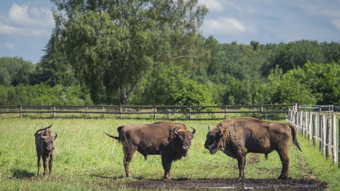 2021-haus-im-moos-wisent1-querformat-lr-120-c-dietmar-denger