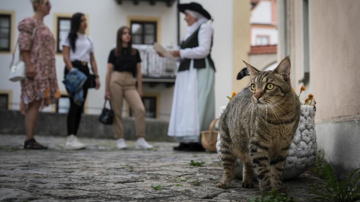 2022_hexenfuehrung_hexenhaus_katze_fokus_querformat_lr_144_c-dietmar_denger