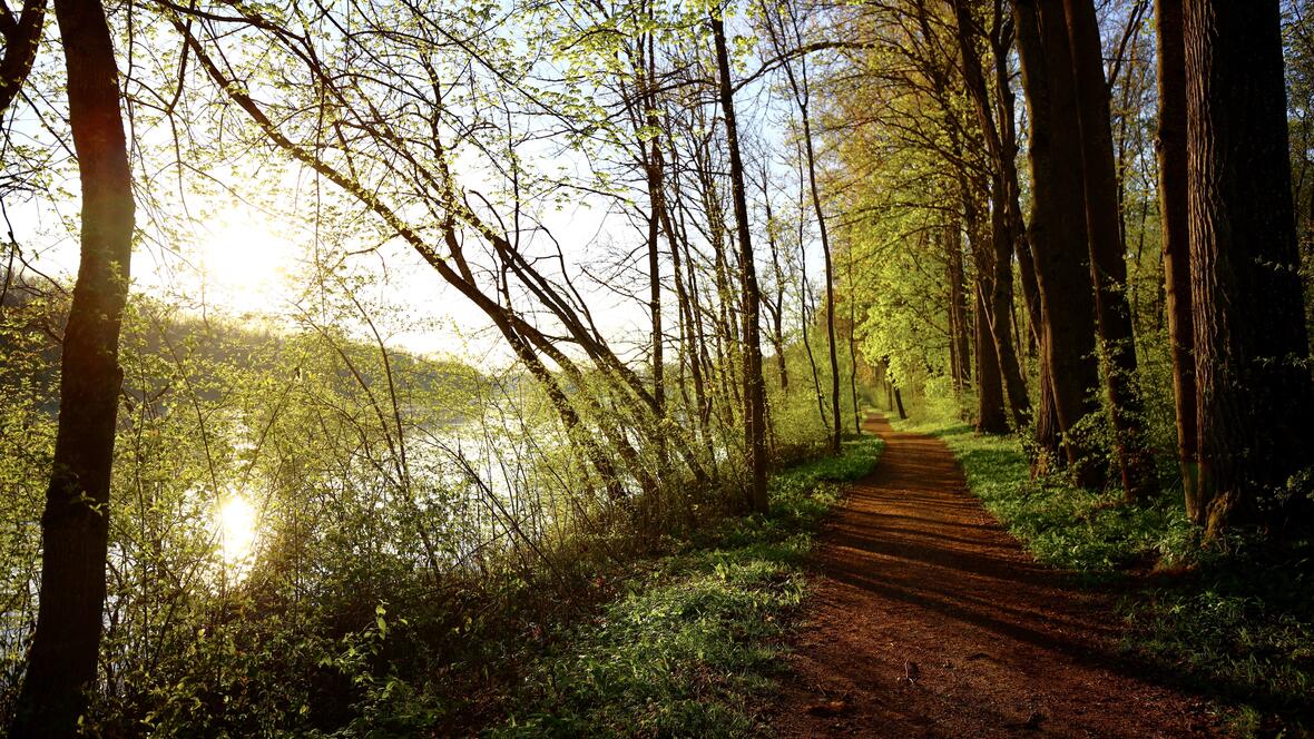 auwald_englischer_garten_donau_wald_fruehling_sommer_arco-c-axel-moelkner-kappl
