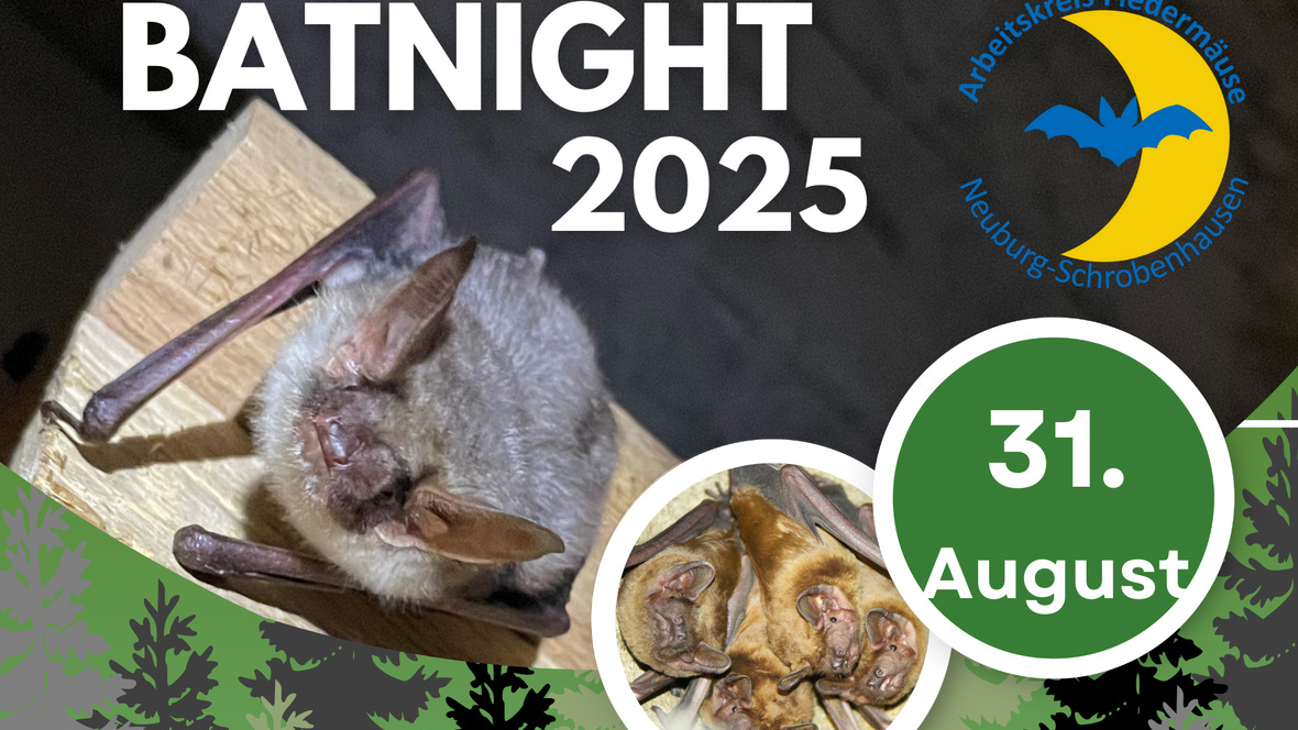 batnight_fledermausnacht