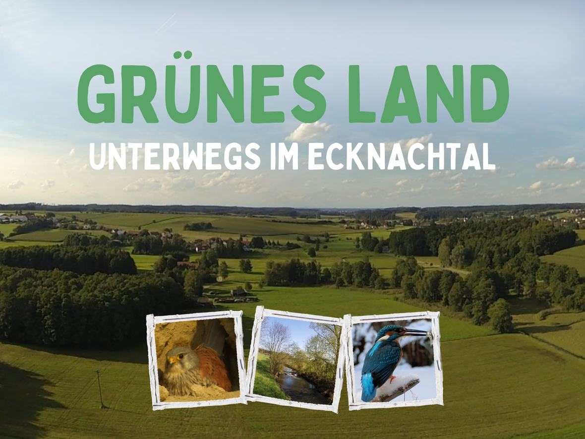 gruenes_land_kinopalast_filmabend