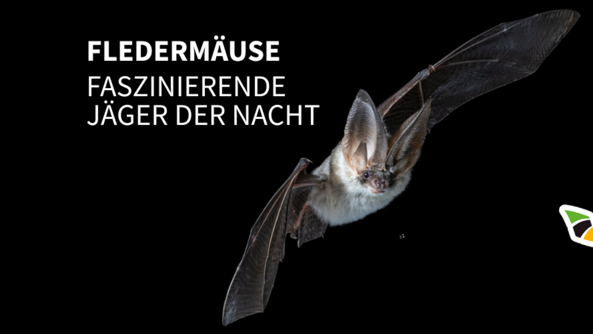 banner_fledermaus_ausstellung